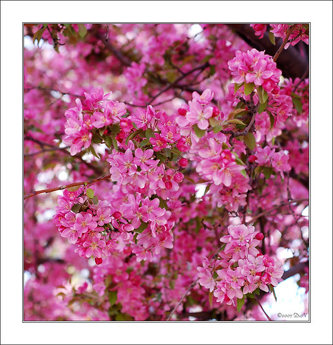 all the pink flowers square