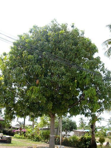 サムイ島-Mango big tree0003