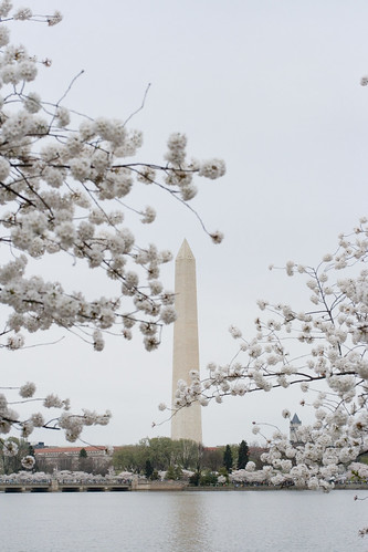 Yet Another View of the Washington Monument through the Cherry Blossoms