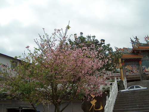 都將近四月底了，還看到一株盛開的櫻花樹（按我看大圖）