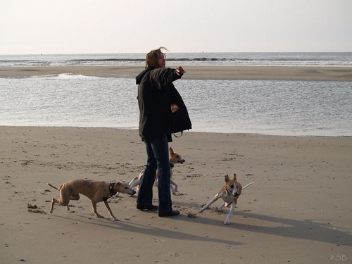 Vlieland April 2007 with Whippets