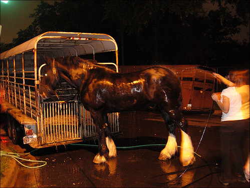 working horse being hosed down after a nite of pulling