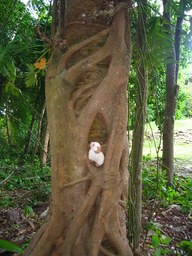 Strangler fig - Youssouf at Maya ruines of Altun Ha