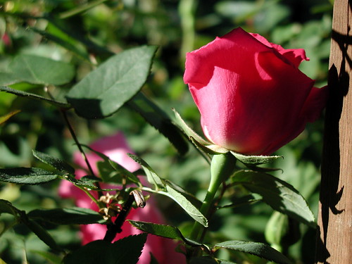 roseshadow