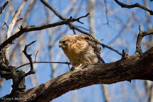 Red Shouldered Hawk with rodent(2)