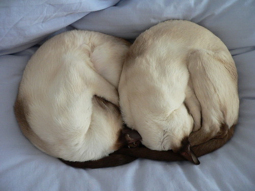 Siamese Synchronized Sleeping Team