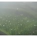 12.竹子湖-霧中的海芋田