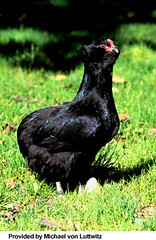 Araucana-Chicken-2
