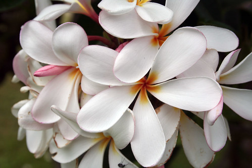 Plumeria by ewen and donabel, on Flickr