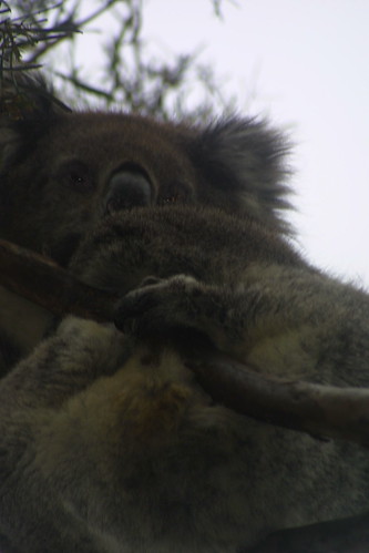 Koala at Iron Bank