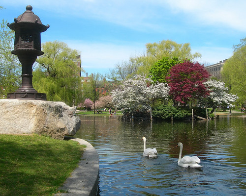 Swans in the Boston Public Garden, by Chris Walton