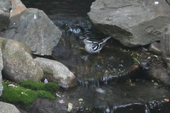 black and white warbler 1