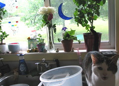Trixie and window plants