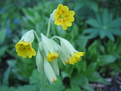 Cowslip (Primula veris), yellow version