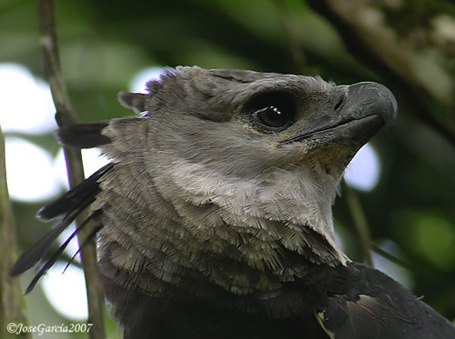 Harpy Eagle