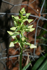 517465238 Greater_Butterfly_Orchid 2007-05-22_20:02:45 Homefield_Wood