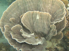 Cool Looking Reef (Cauliflower I Think)