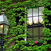 Boston - Beacon Hill Ivy, Lamppost and a Rose