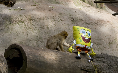 Spongeboob meets Pavian NÃ¼rnberger Zoo