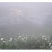 17.竹子湖-霧中的竹子湖