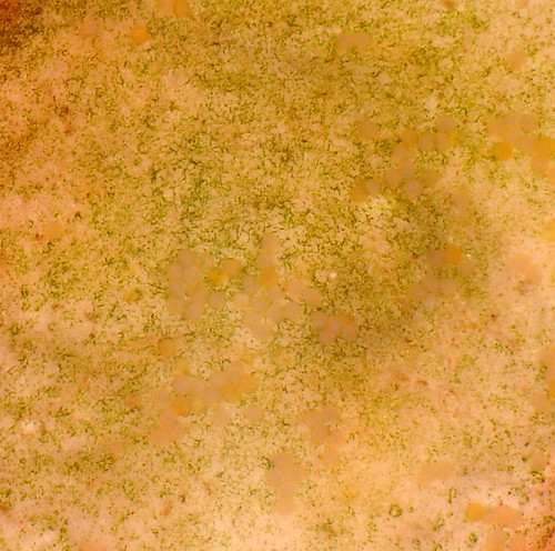 goldfish eggs hatch. Goldfish Eggs on Pebble