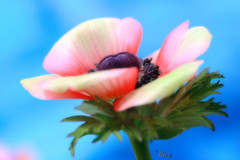 wonder anemone :-) - by Maki_C30D