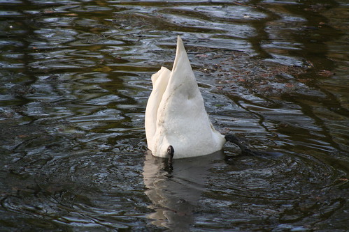 Swan catching prey