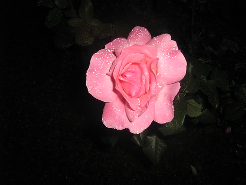 a rose with rain drops for you, friends. :)