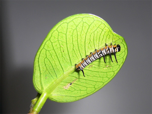 Caterpillar 端紫斑蝶幼蟲