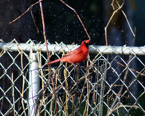 Cardinal Shower