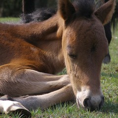 pony at rest