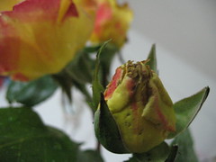roses 022