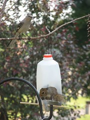 mockingbird and squirrel