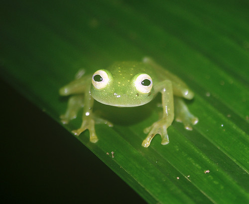 glass frogs. Glass frog (Hyalinobatrachium