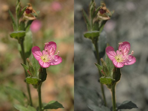Floresita Rosa Comparada