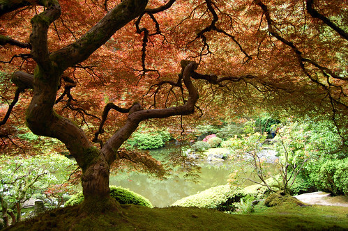 japanese tree image