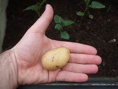 The first potato