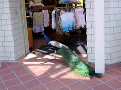 Peacock Going Shopping