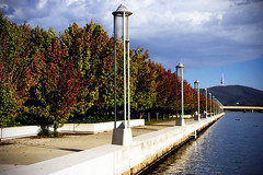 Canberra autumn