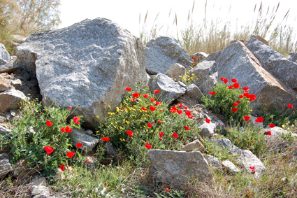 Naxos Rocks and poppies
