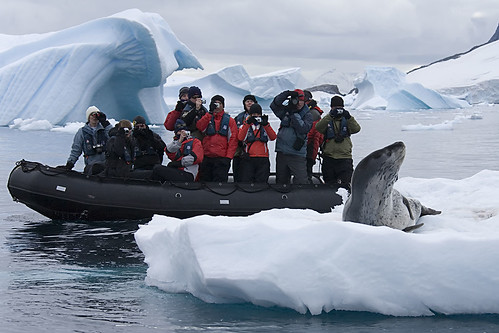 Антарктида. Zodiac and Posing Leopard Seal