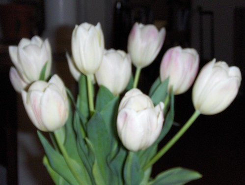 Tulips!