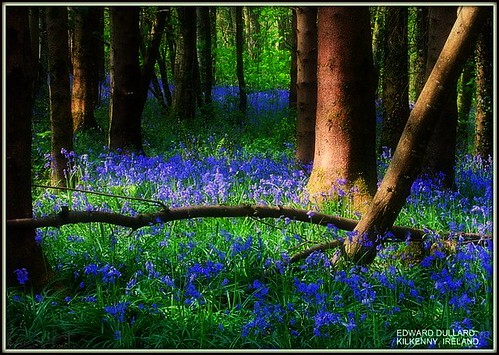 THE MAGICAL FOREST by EDWARD DULLARD PHOTOGRAPHY. KILKENNY, IRELAND.