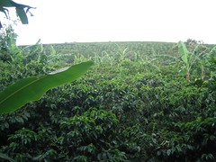 doka estates - coffee field