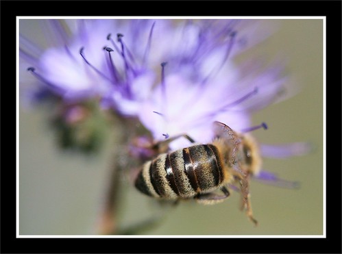 Carnica Bee