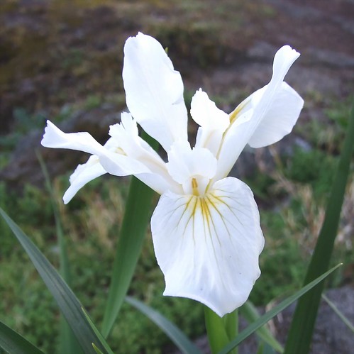 Image result for السوسن Iris spp