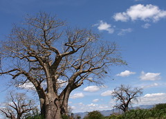 Baobab Trees at Mombasa Rd.