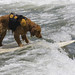 dog-saint-kat-surfing_0126