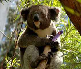 Stoned Koala