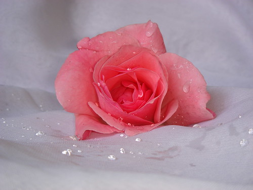 rose flowers images. rose flower. Explore